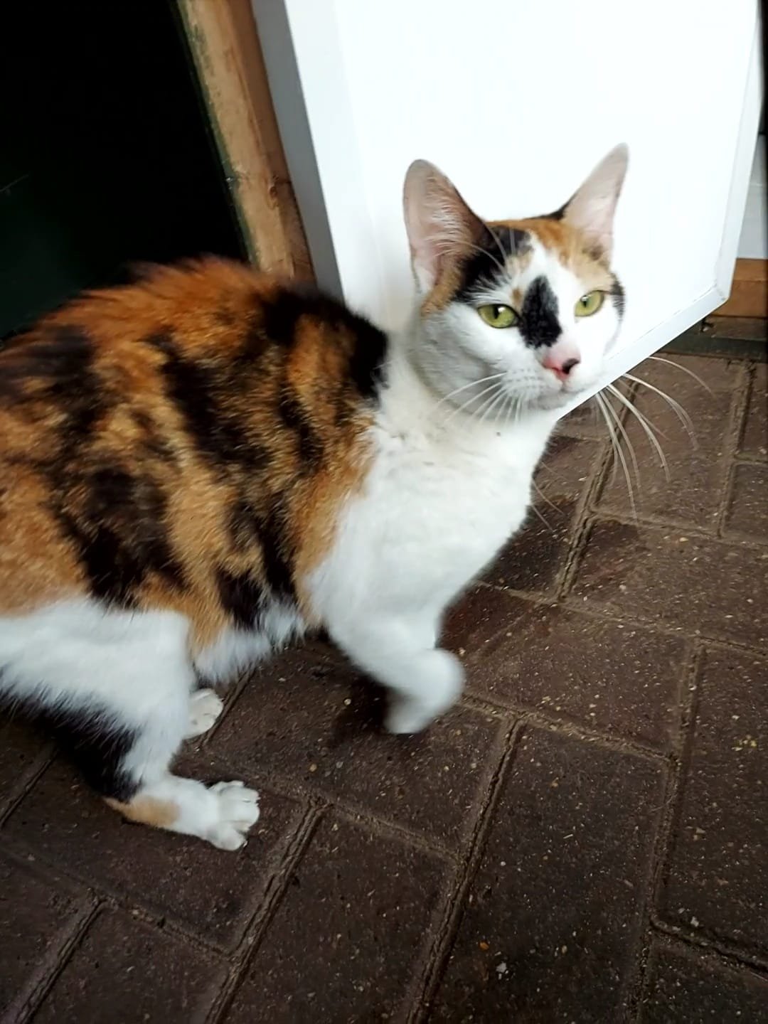 Beautiful calico cat Jolie looking for loving forever home at Catcuddles London