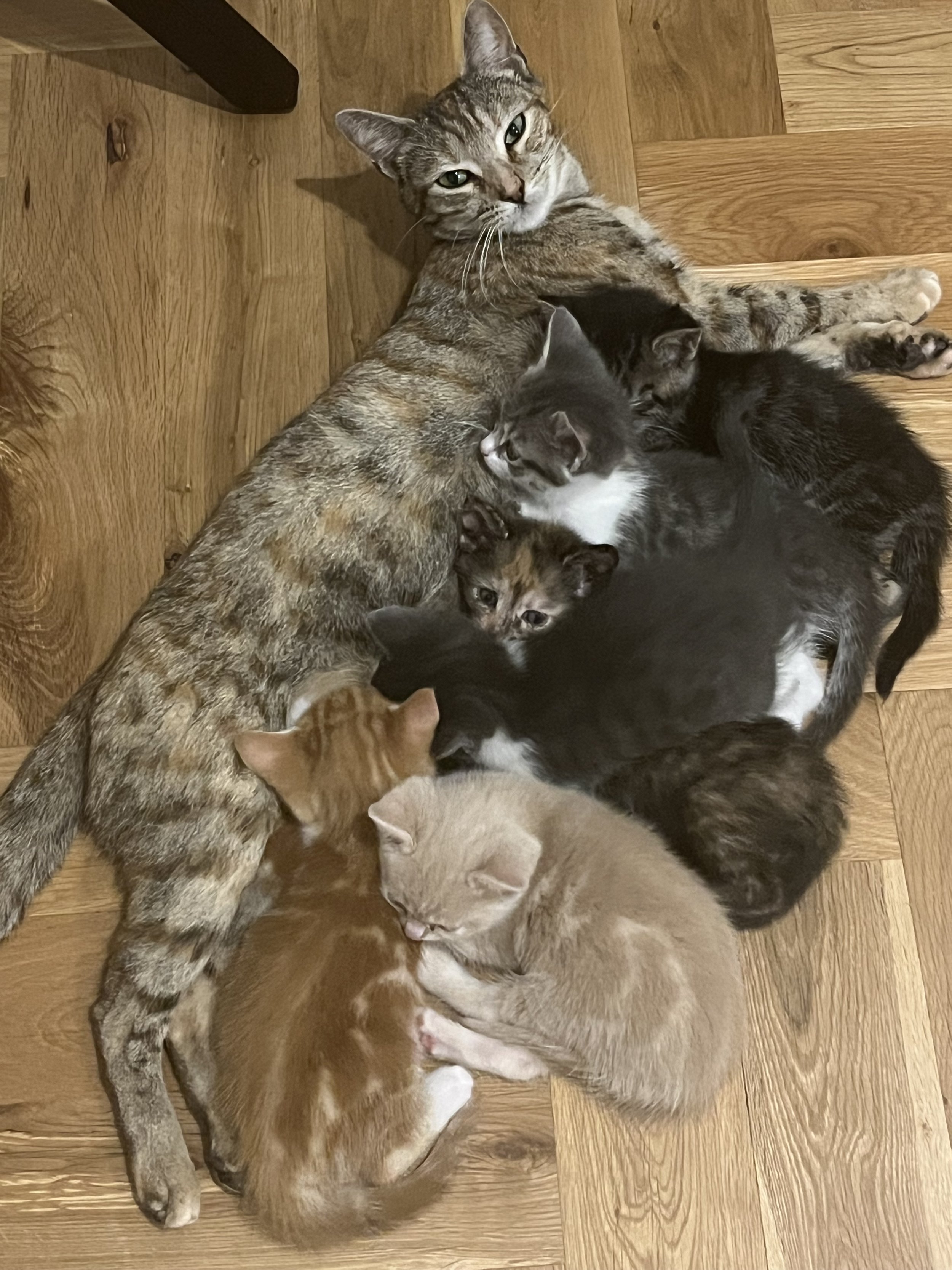 six kittens ginger tortie grey tabby looking for loving forever home with garden or spacious indoor home with enrichment at Catcuddles London