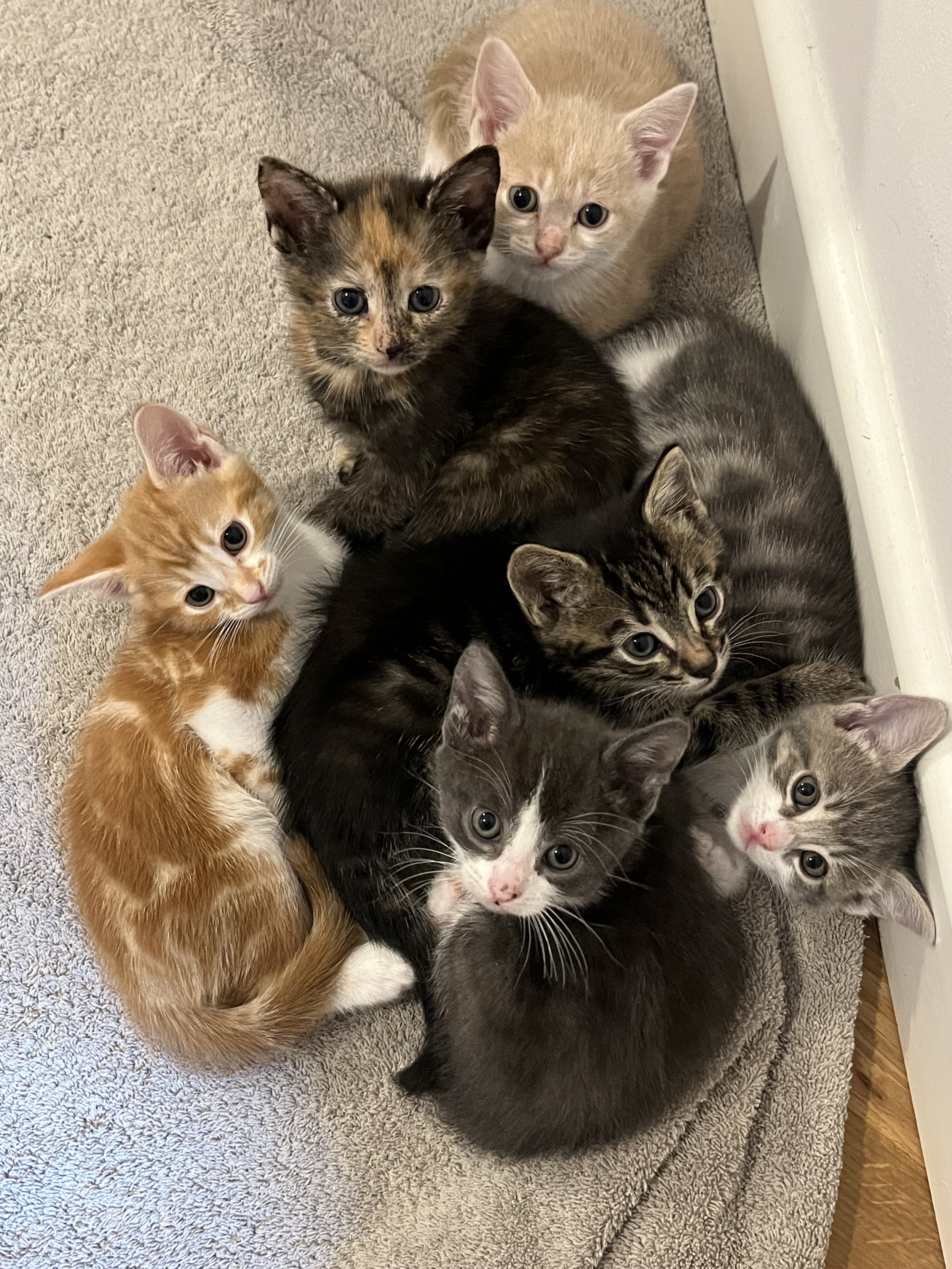 six kittens ginger tortie grey tabby looking for loving forever home with garden or spacious indoor home with enrichment at Catcuddles London