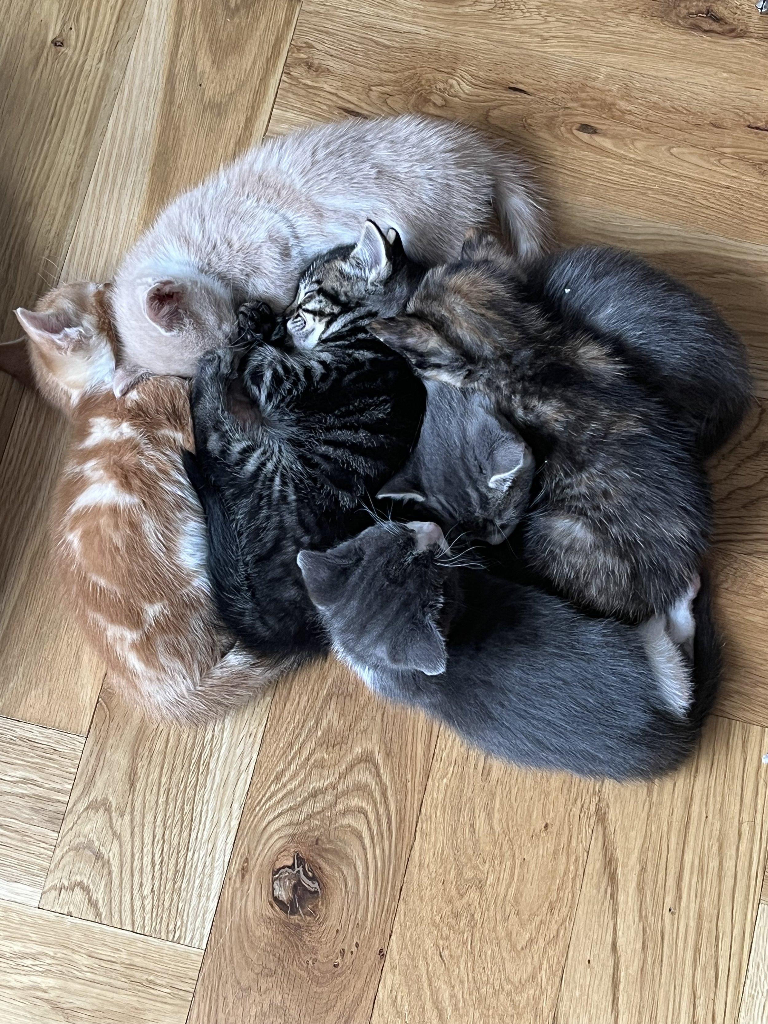 six kittens ginger tortie grey tabby looking for loving forever home with garden or spacious indoor home with enrichment at Catcuddles London