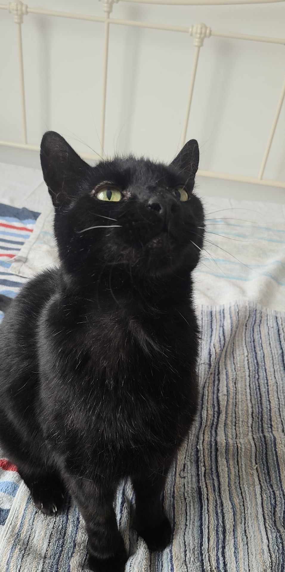 Senior hyperthyroid male cat Tom looking for loving forever home at Catcuddles London