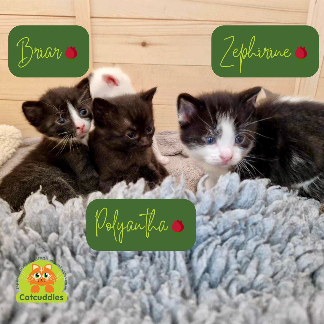 six beautiful rescue kittens black black and white white and black tabby looking for loving forever home with garden or spacious indoor home with enrichment at Catcuddles London
