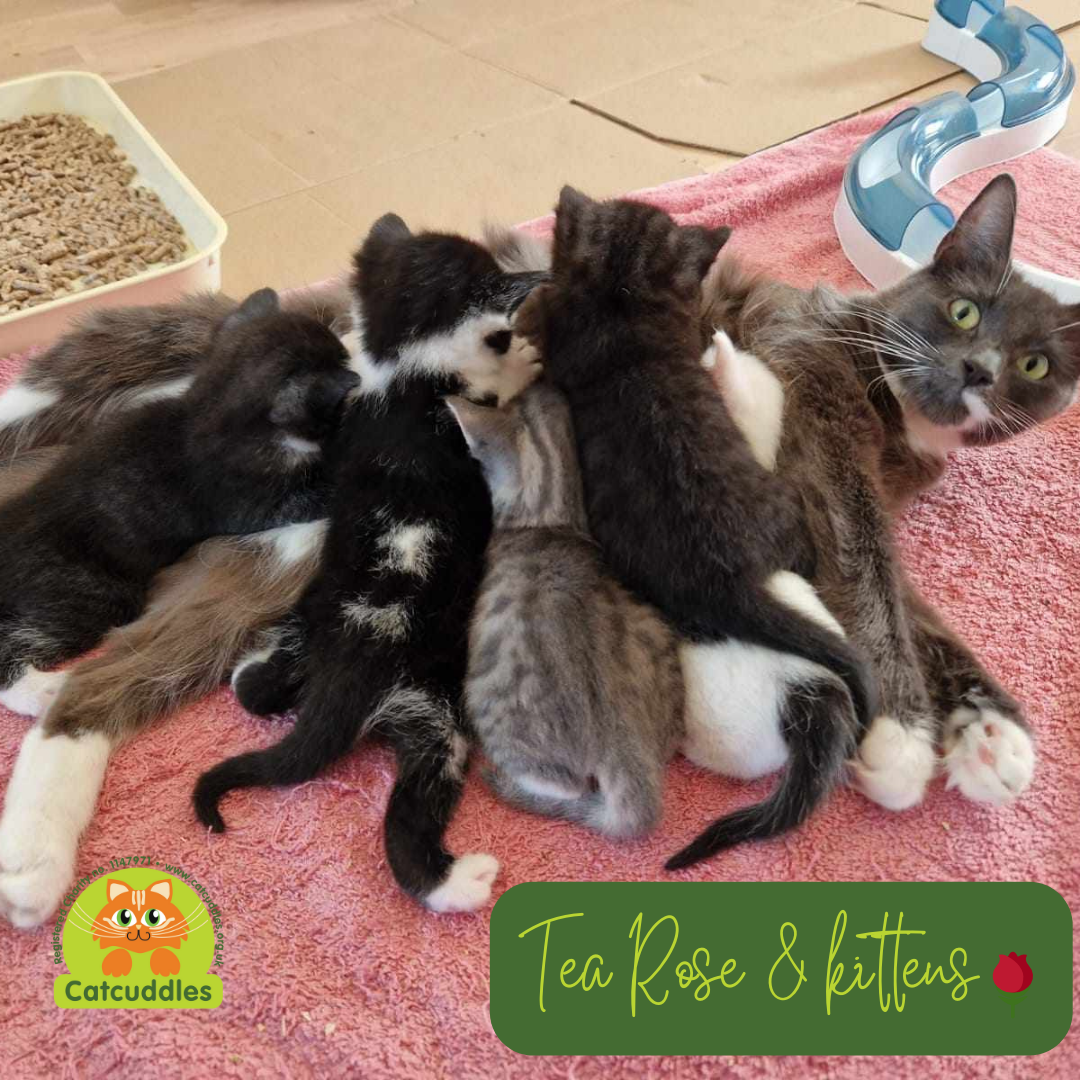 six beautiful rescue kittens black black and white white and black tabby looking for loving forever home with garden or spacious indoor home with enrichment at Catcuddles London