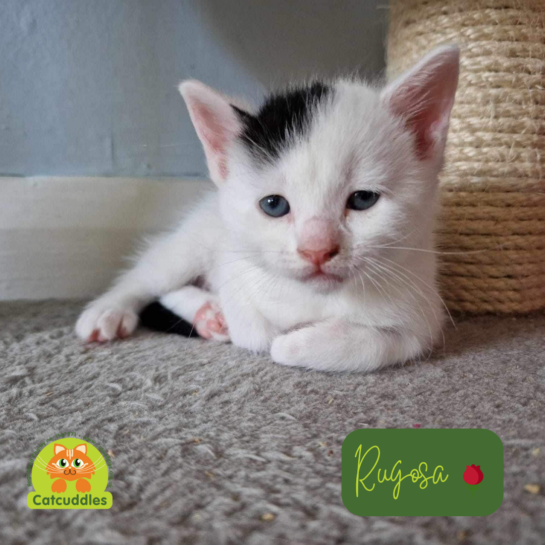 six beautiful rescue kittens black black and white white and black tabby looking for loving forever home with garden or spacious indoor home with enrichment at Catcuddles London