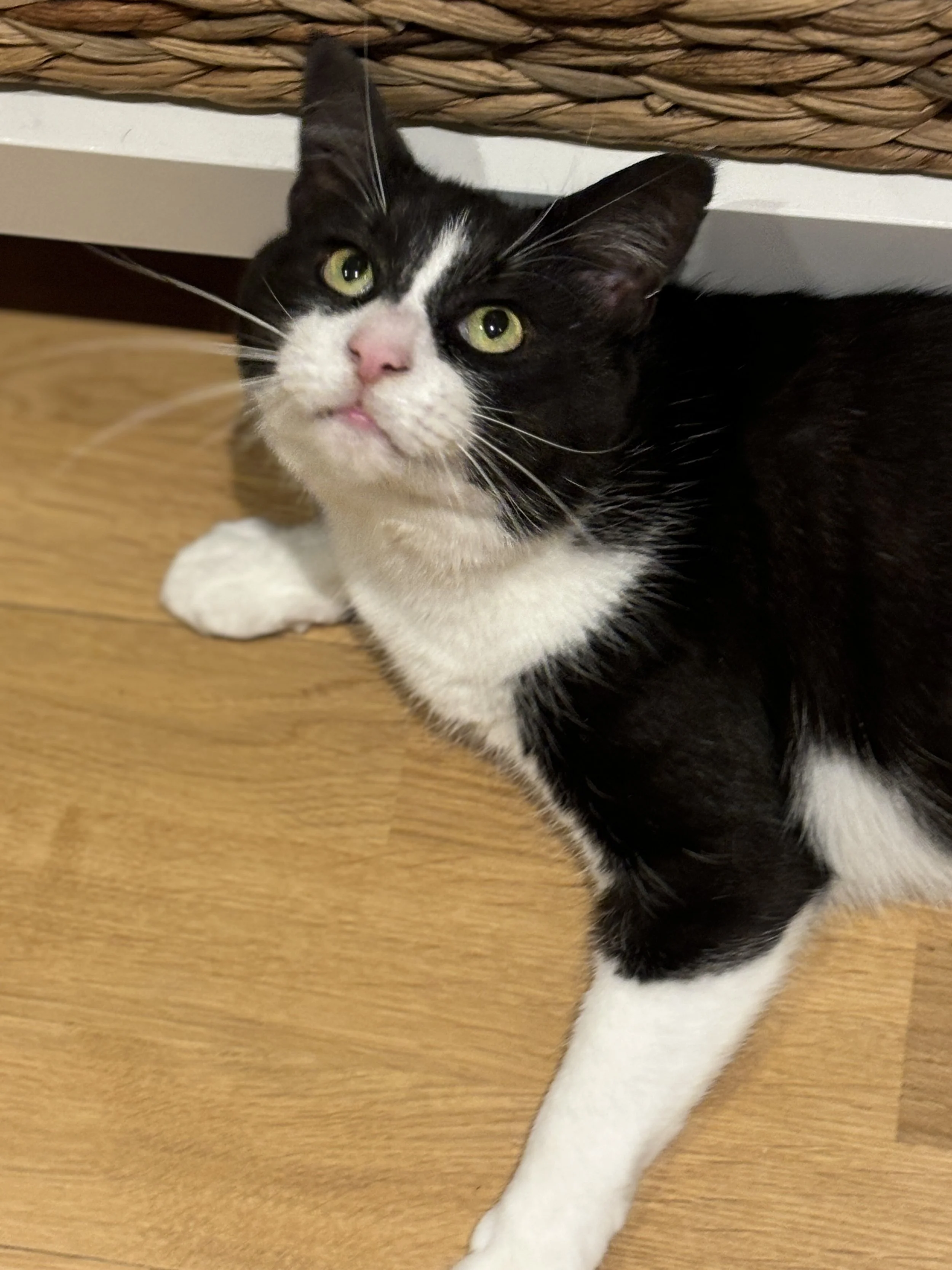 Adopt a Cat from Catcuddles — Catcuddles London London Cat Sanctuary