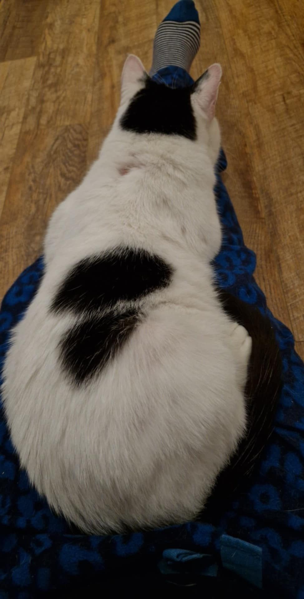 Adopt sweet FIV+ teddy bear cat Charlie looking for indoor home with Catcuddles London