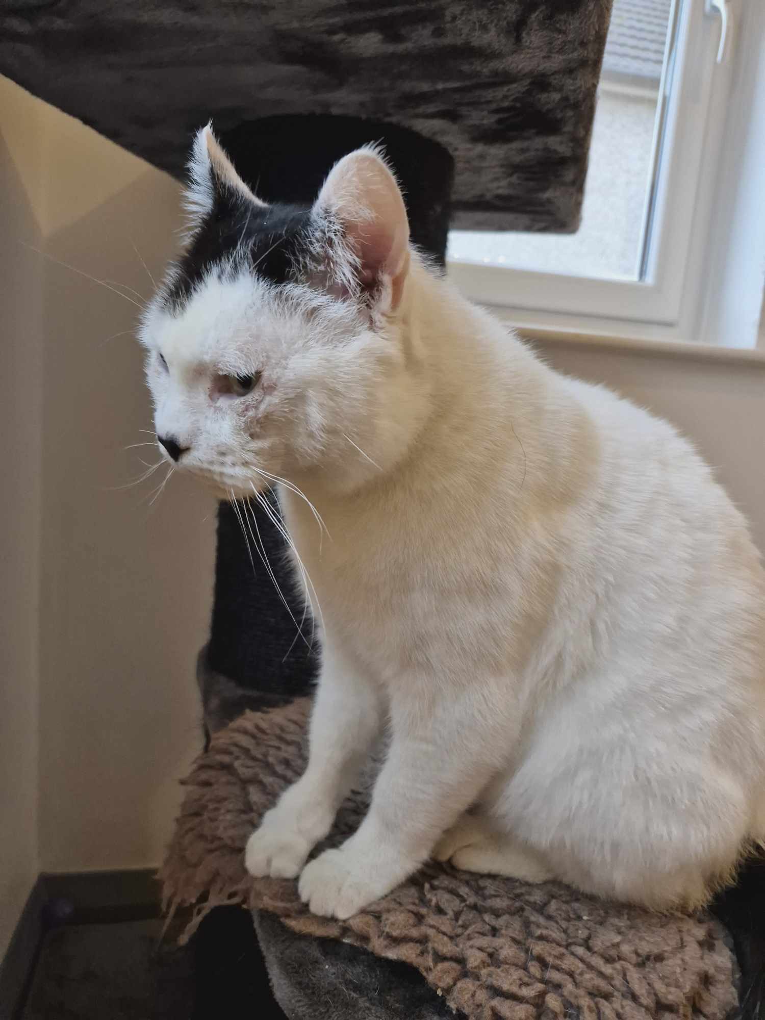 Adopt sweet FIV+ teddy bear cat Charlie looking for indoor home with Catcuddles London