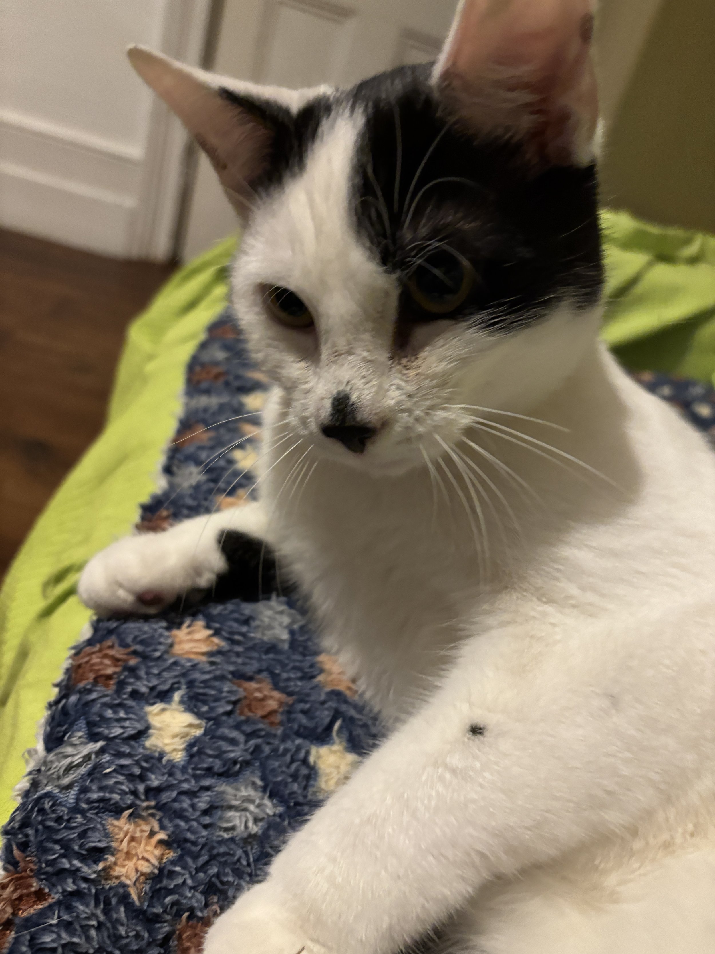 Adopt sweet young white and black male cat Moo looking for loving forever home at Catcuddles London