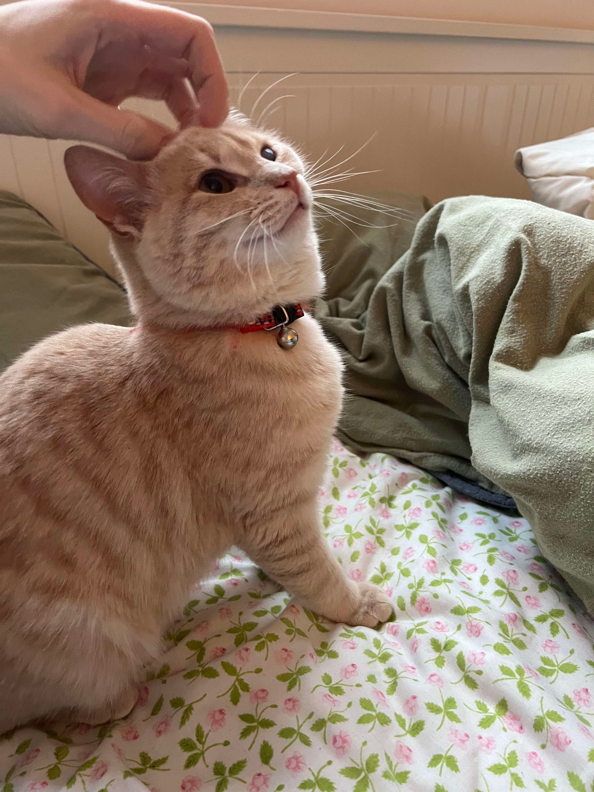 Adopt sweet ginger kitten Copper looking for loving forever home at Catcuddles London