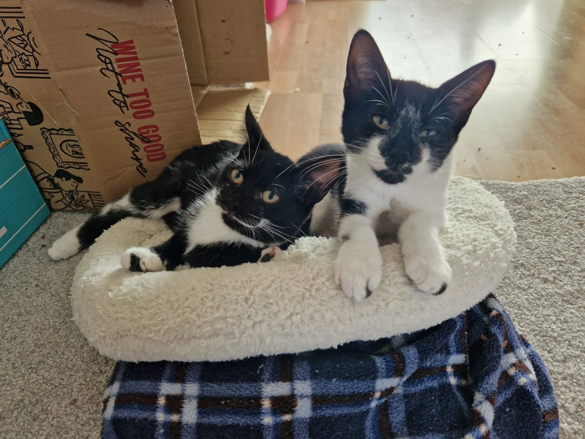 beautiful sweet friendly playful female kittens Eclair Latte Mocha Nutmeg looking for loving forever homes at Catcuddles London