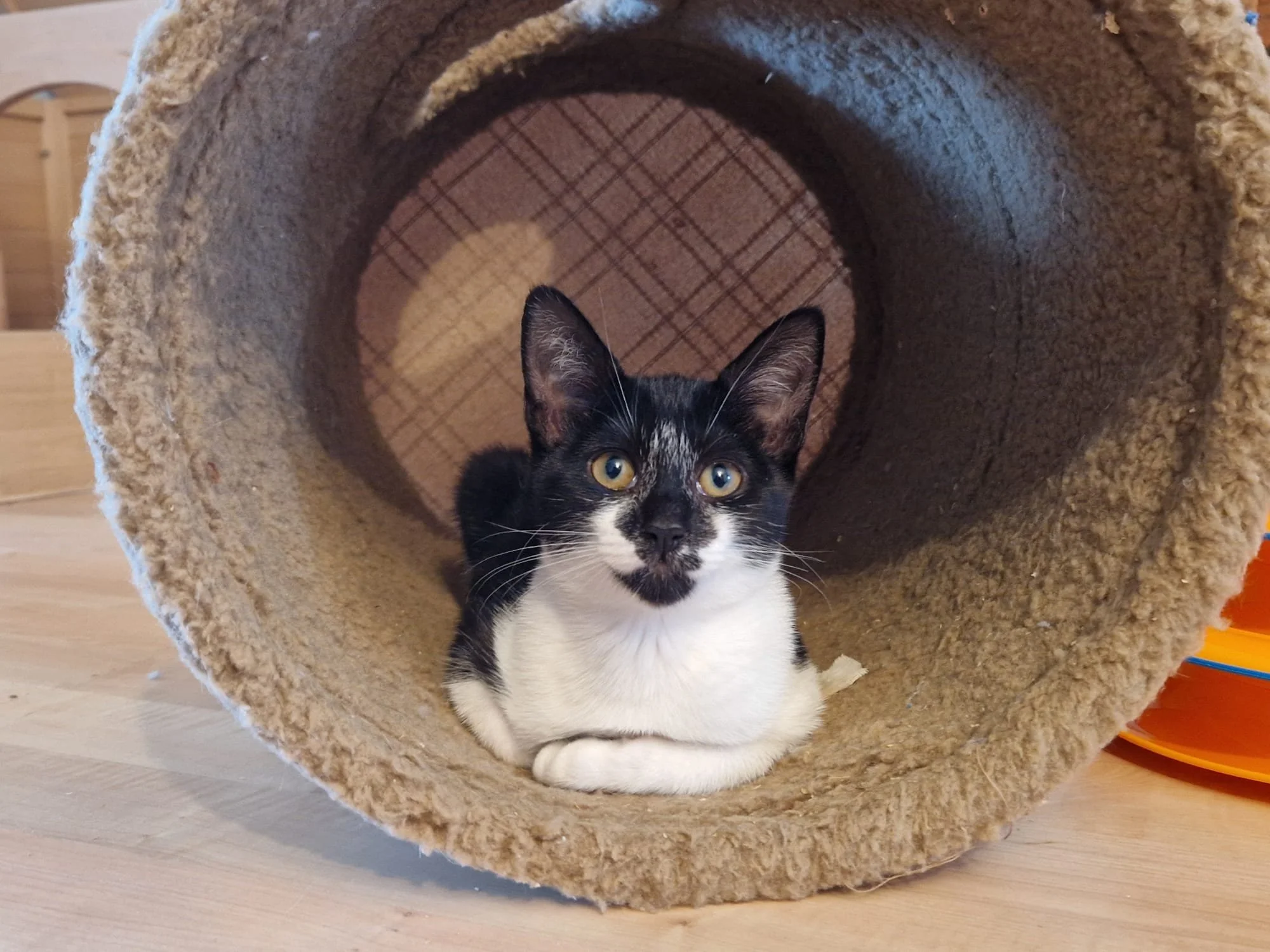 beautiful sweet friendly playful female kittens Eclair Latte Mocha Nutmeg looking for loving forever homes at Catcuddles London
