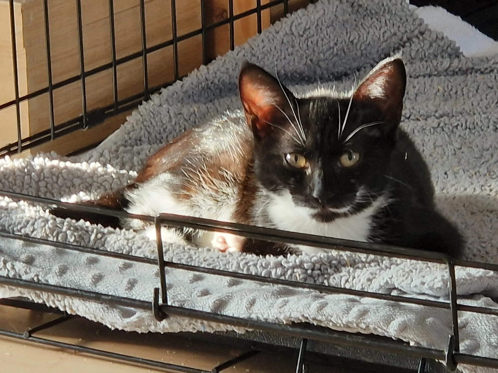 beautiful sweet friendly playful female kittens Eclair Latte Mocha Nutmeg looking for loving forever homes at Catcuddles London