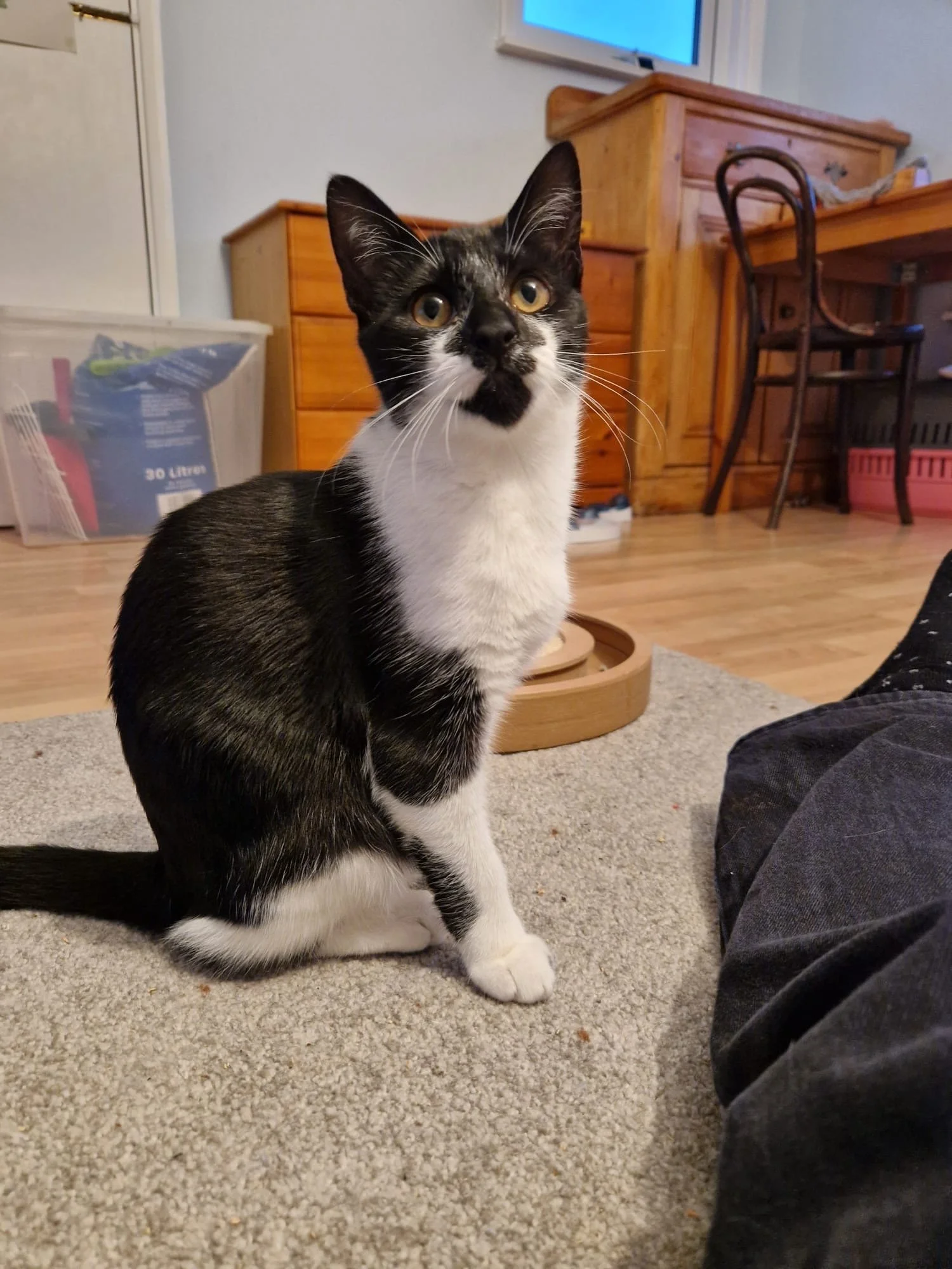 Tuxedo sisters Latte and Nutmeg looking for home with garden at Catcuddles London