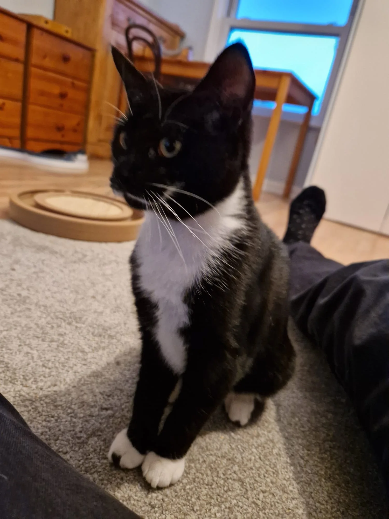 Tuxedo sisters Latte and Nutmeg looking for home with garden at Catcuddles London