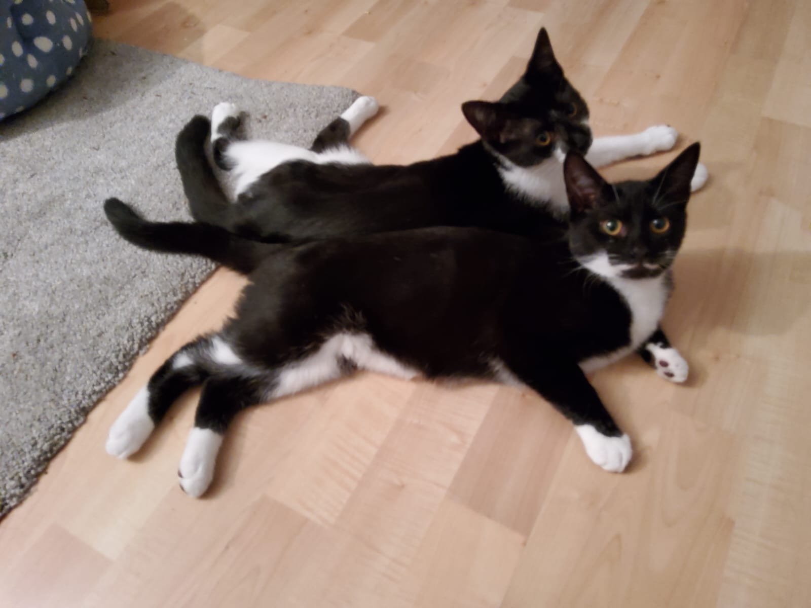 Tuxedo sisters Latte and Nutmeg looking for home with garden at Catcuddles London