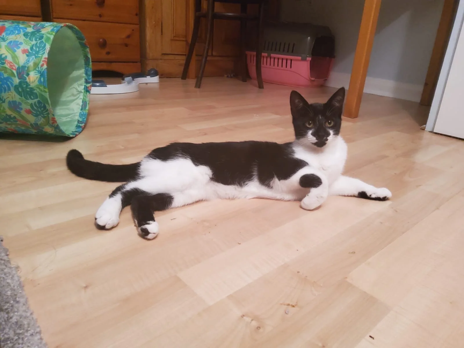 Tuxedo sisters Latte and Nutmeg looking for home with garden at Catcuddles London