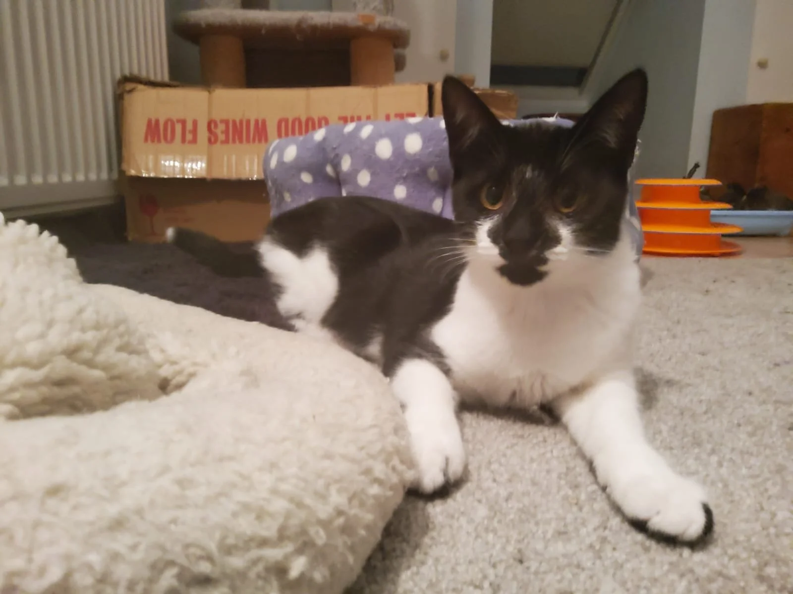 Tuxedo sisters Latte and Nutmeg looking for home with garden at Catcuddles London