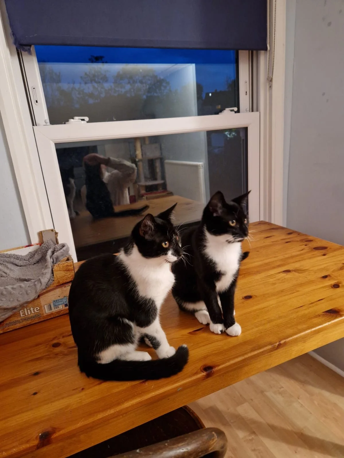Tuxedo sisters Latte and Nutmeg looking for home with garden at Catcuddles London
