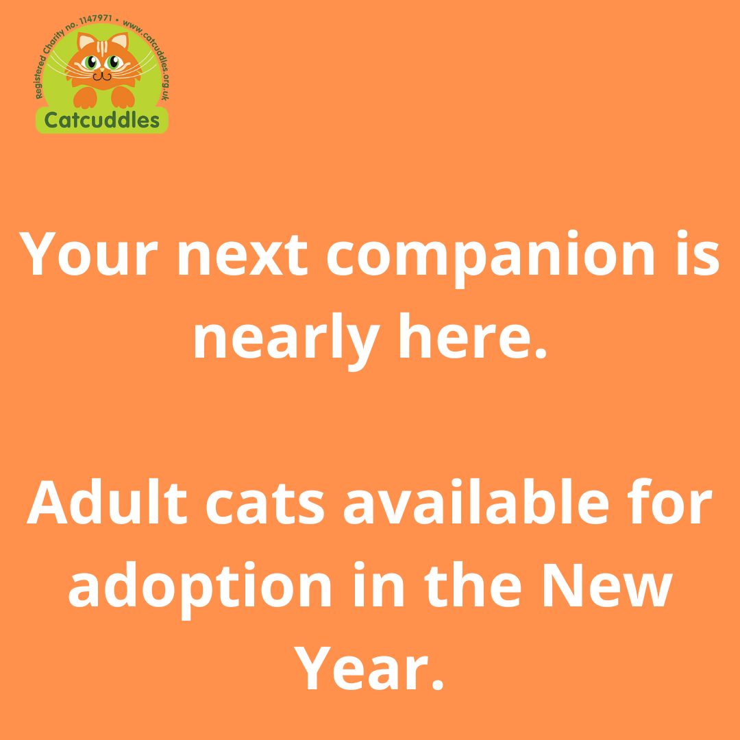 Adopt a cat 2026.png