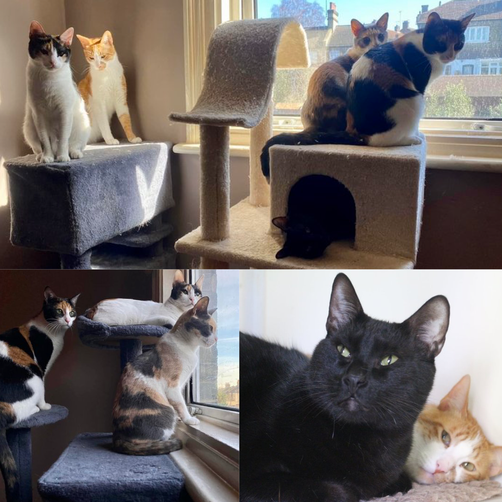 Latest cat rescue stories, news and advice — Catcuddles London Cat ...