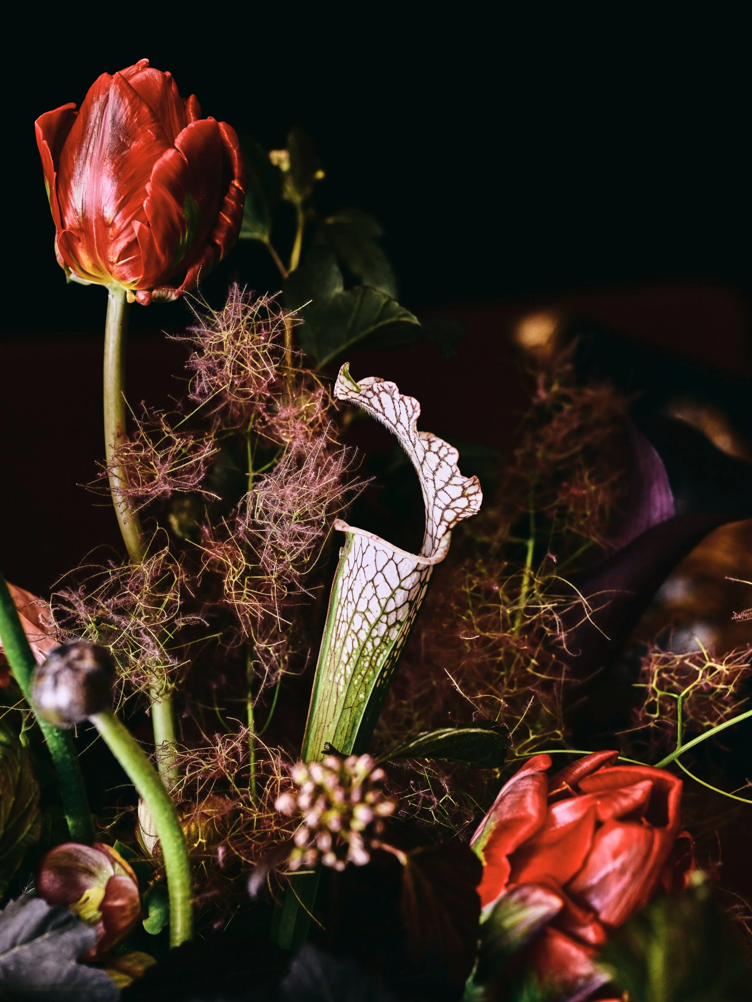 Carnivorous pitcher plant and smoke bush. She&rsquo;s moody.