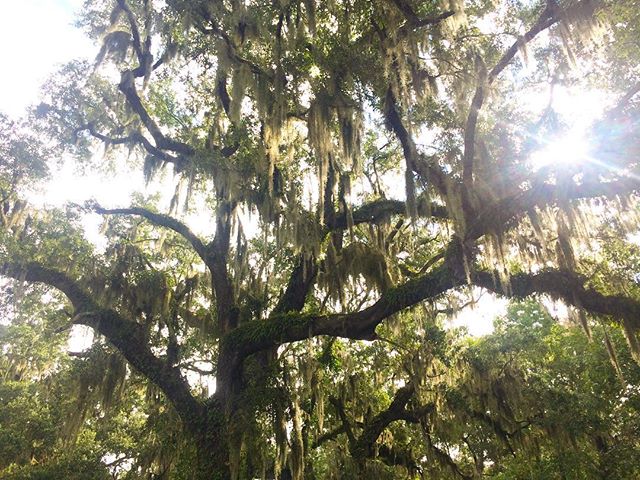&quot;Dat moss doe.&quot; - Bryan Darder