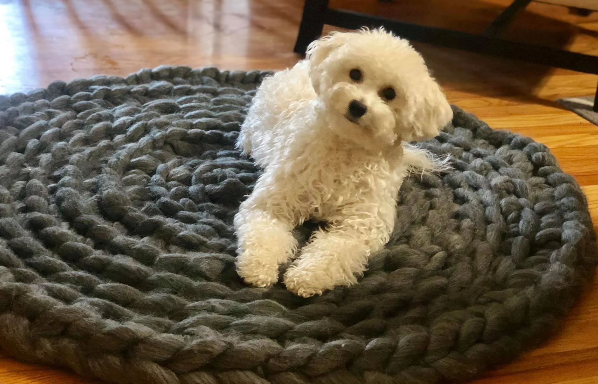 Pet Rug Dark Gray.jpg