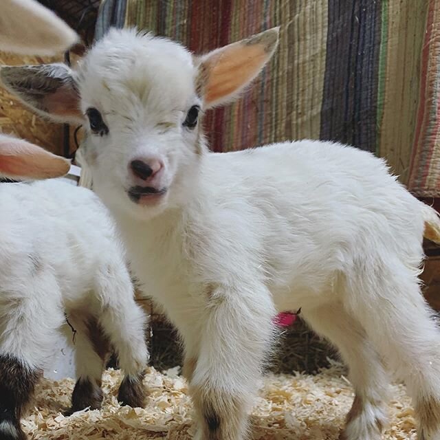 Babies are here!
💕
Having 20 babies over four days has kept us busy but overjoyed!  We normally don&rsquo;t plan births this early but we decided to do so for a few reasons. One is that we find that winter babies are much healthier and more hearty w