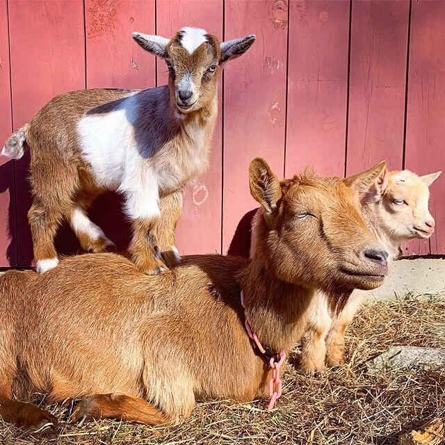 When we have each other, we have everything.
❤️
#keepthefaith
&bull;
&bull;
&bull;
&bull;
&bull;
&bull;
&bull;
#farmlife #family #wegotthis #farmfamily #goats #goatsofinstagram #goatlife #farmher #farmphotography #faith #connecticut #farm #dairygoats