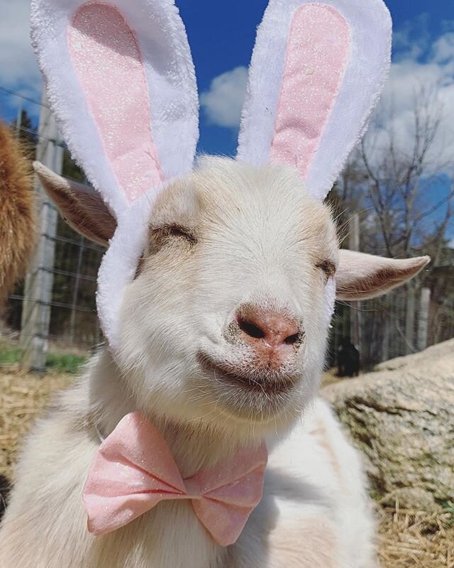 Happy Easter friends!!!