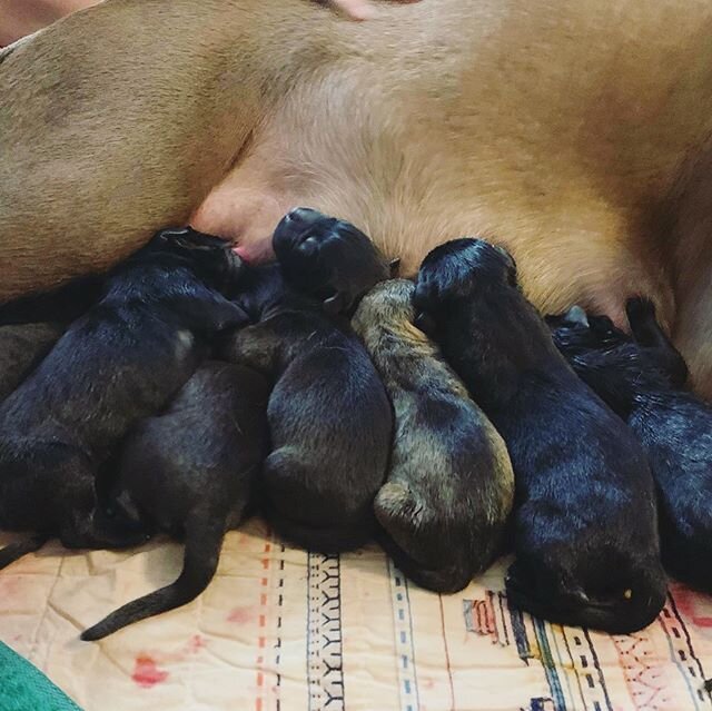 It&rsquo;s been a while since we posted!  Crazy busy farm life going on...including these TWELVE new additions to our family!
🐾❤️🐾
.
.
.
.
.
#puppiesofinstagram #puppylove #puppybreath #rottie #pitbull #lab #puppies #farmlife #dozen