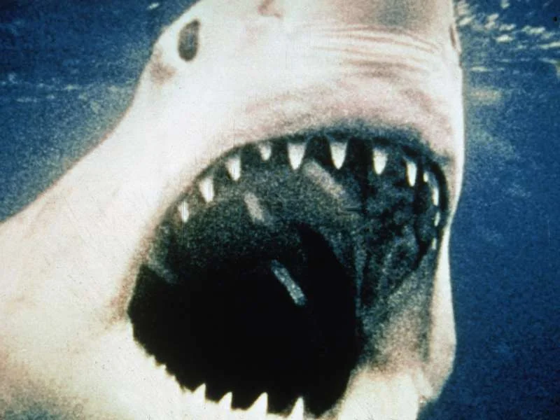 Are You Brave Enough to Watch 'Jaws' ... While Actually in the Water?