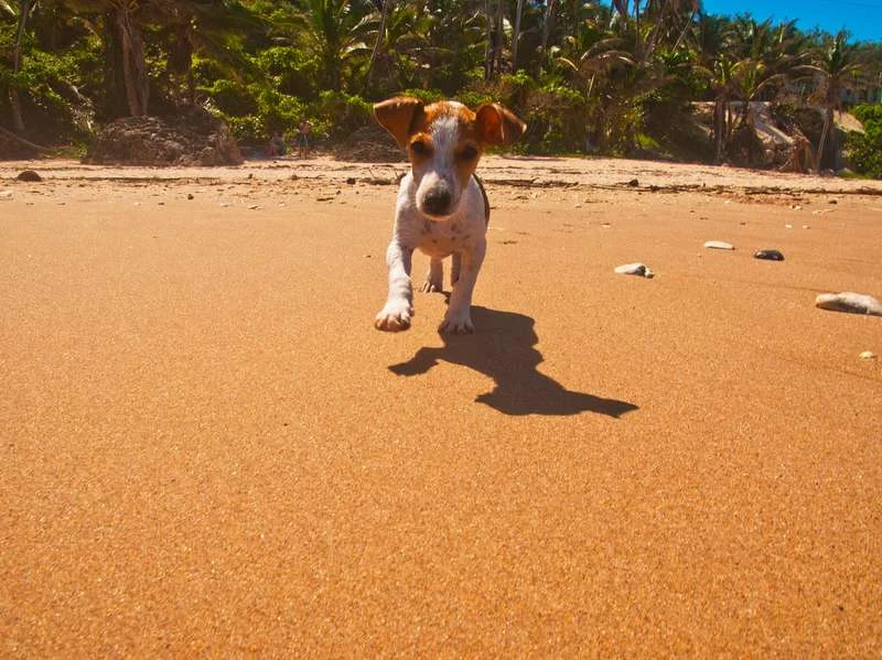 You Can Play with Adorable Rescue Puppies on This Tropical Island Beach