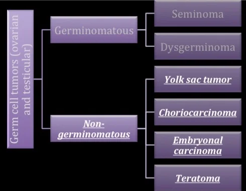 NEW+GERM+CELL.jpg