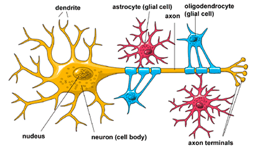 glial-cells.gif