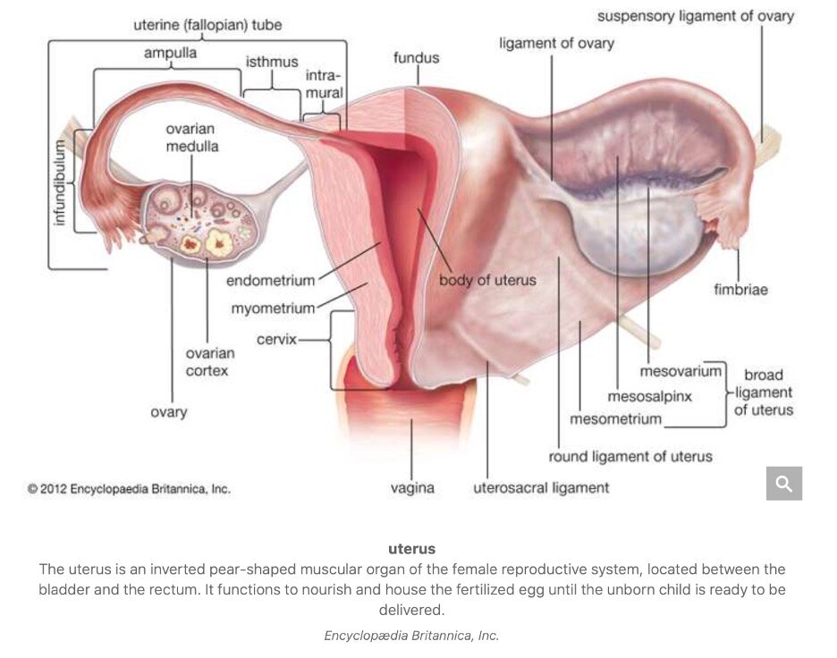 endometrial cancer from tamoxifen