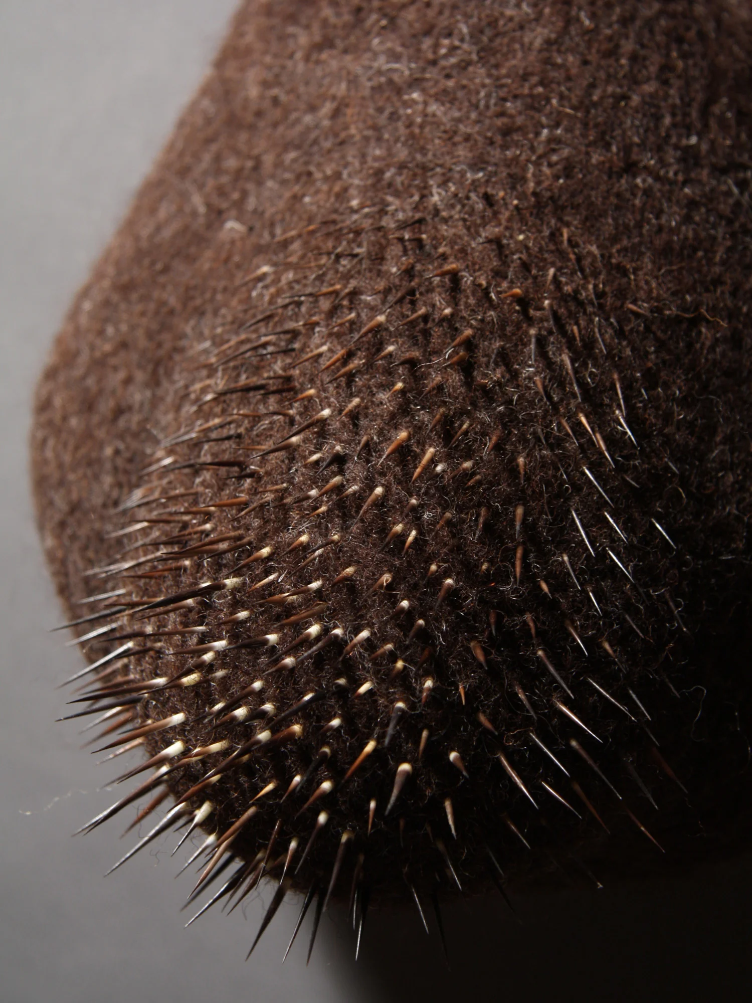 Amorphozoa #11, detail, wool and porcupine quills, 8.5" x 7" x 5.5", 2009. Private collection.
