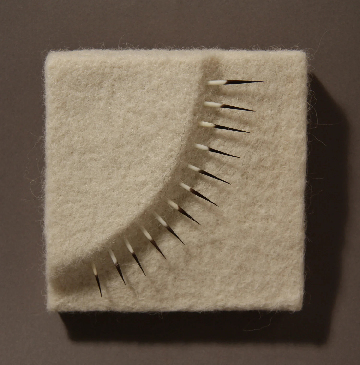Calamus dentium curvo , wool and porcupine quills, 3.5” x 3.5” x 1.75”, 2016. Private collection.