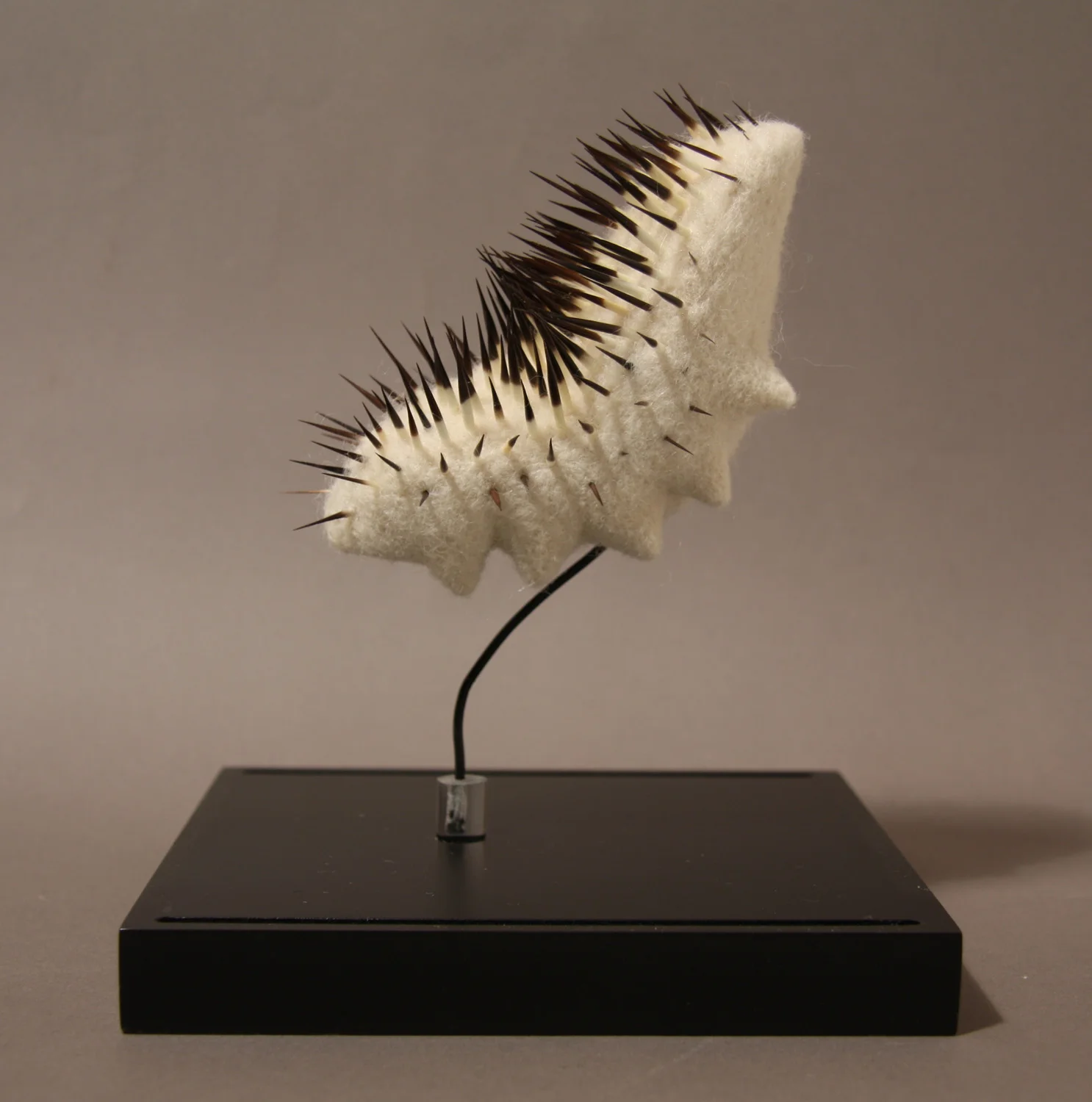 Calamus brucus , wool and porcupine quills, 4.5" x 2.5" x 4," 2016. Private collection.