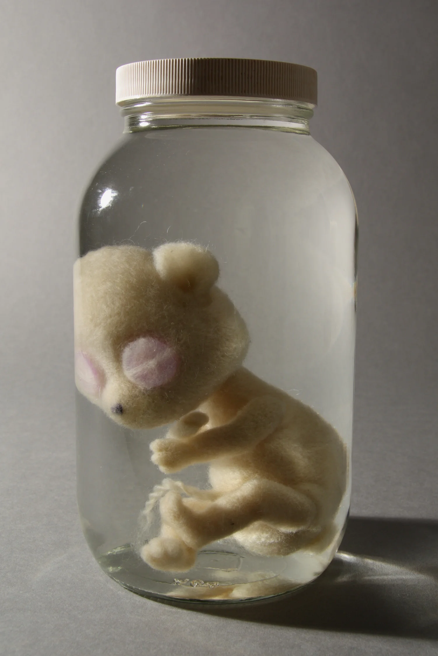 Ursulus parvulus casia , wool, buttons, glass jar, 9" x 5" x 5", 2016.
