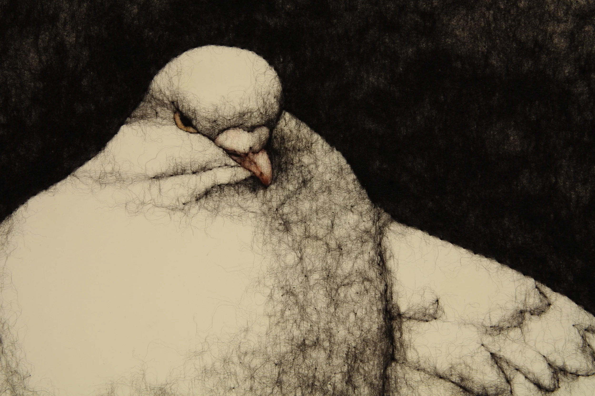 Marchanero Pouter , detail, wool through paper, 22" x 30", 2016.