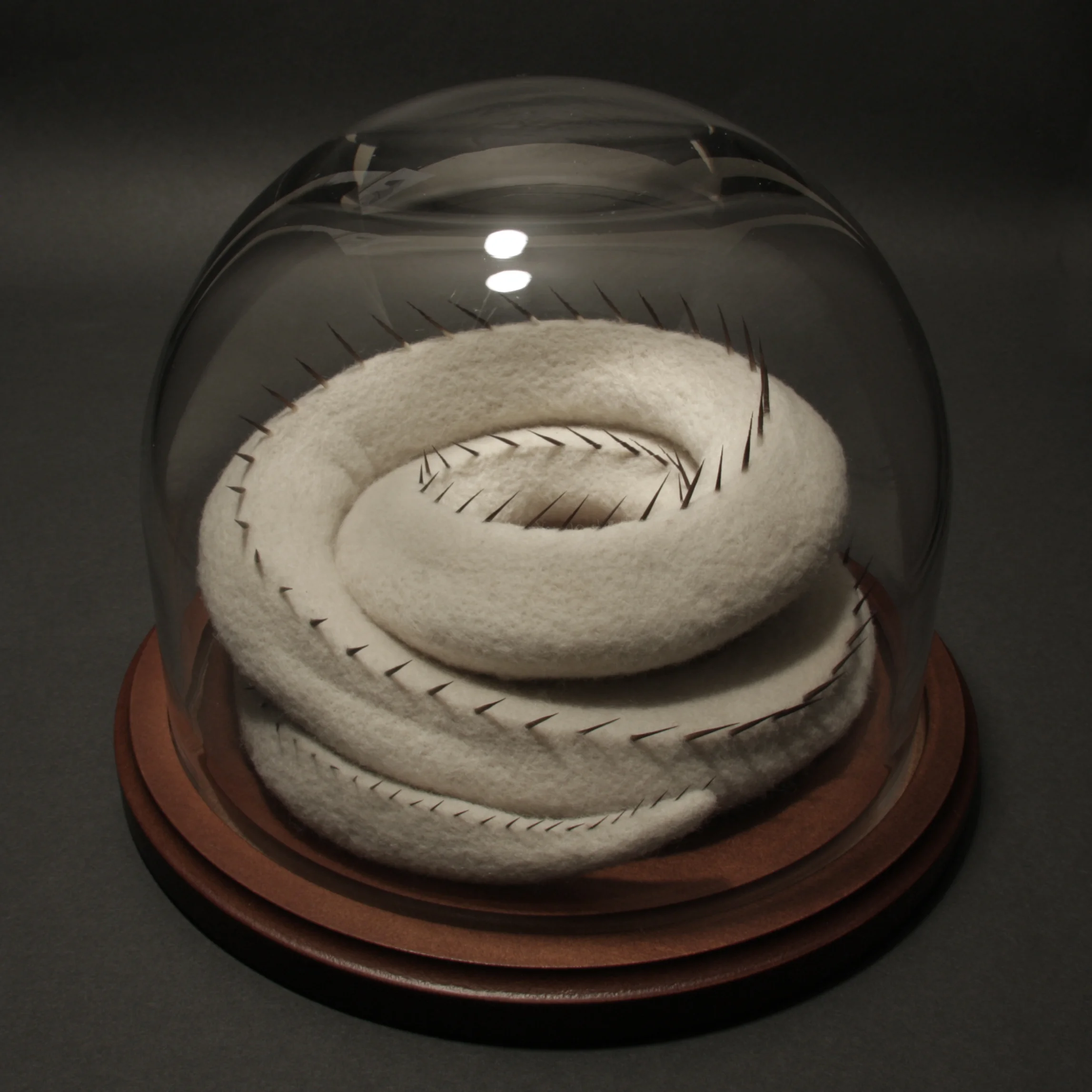 Calamus anguis , wool and porcupine quills in glass dome, 7" x 9.5" x 9.5", 2017.
