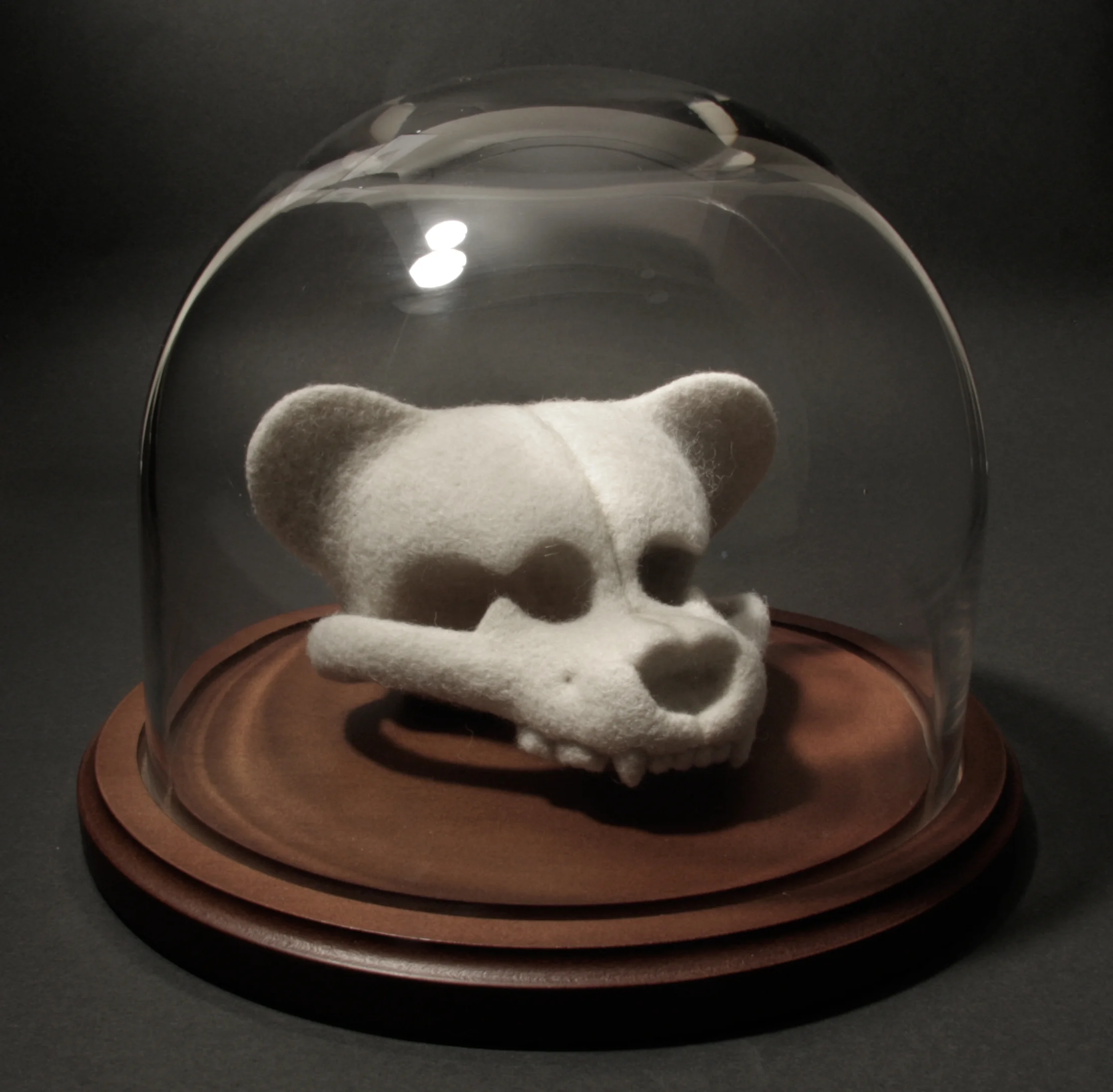 Ursulus propegena , wool, glass and wood case, 7" x 9.5" x 9.5", 2016.