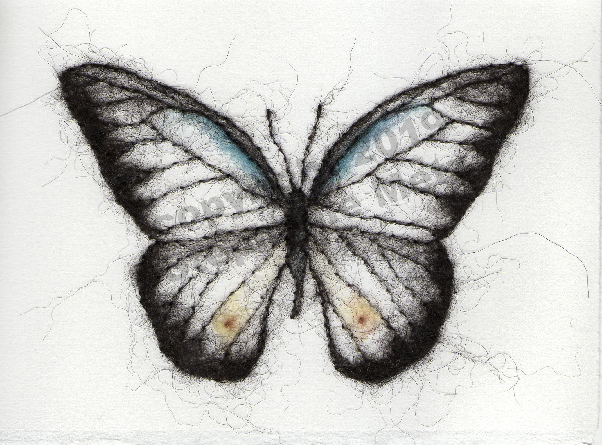 Chocolate Albatross Butterfly (Appias lyncida)
