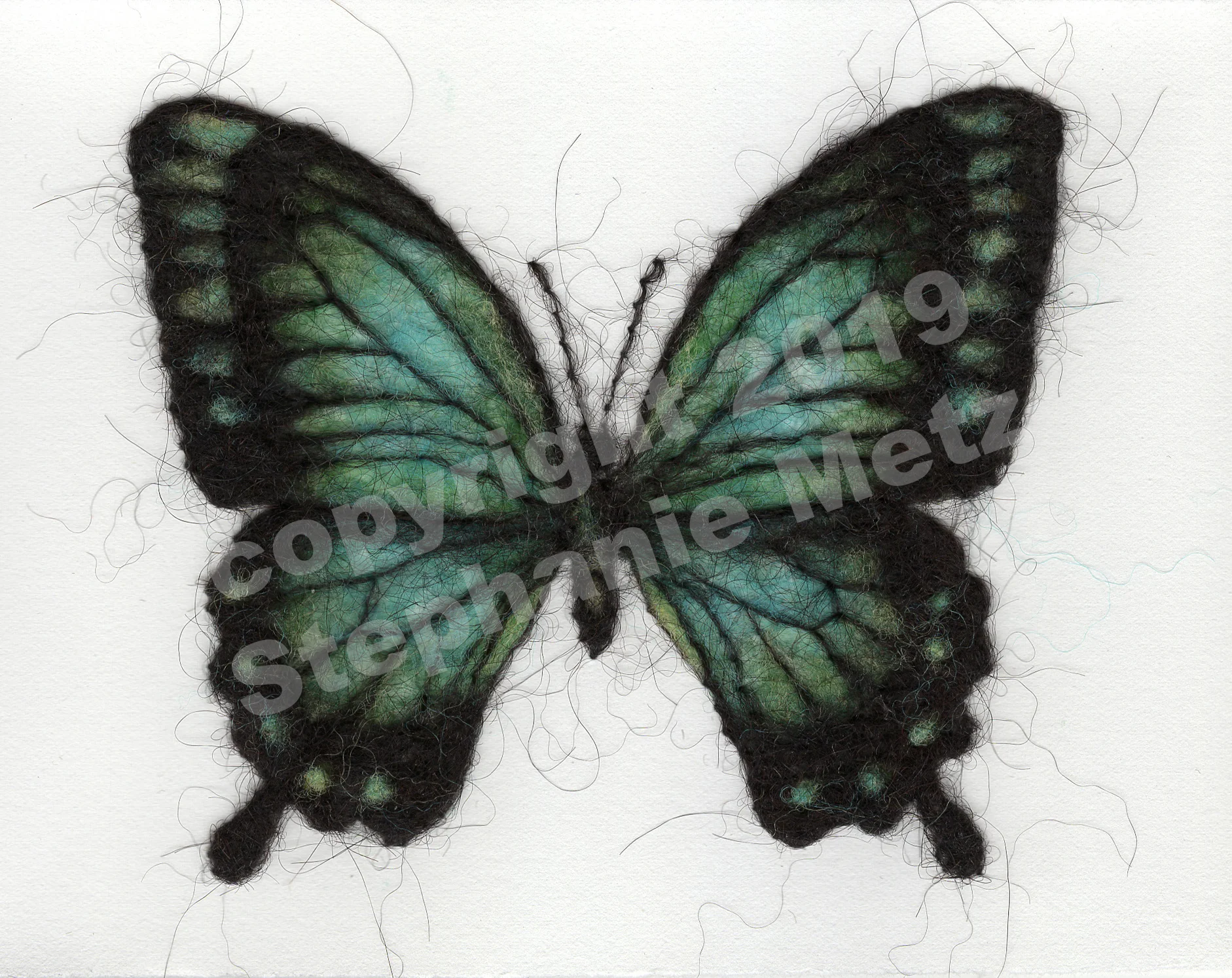 Swallowtail Butterfly