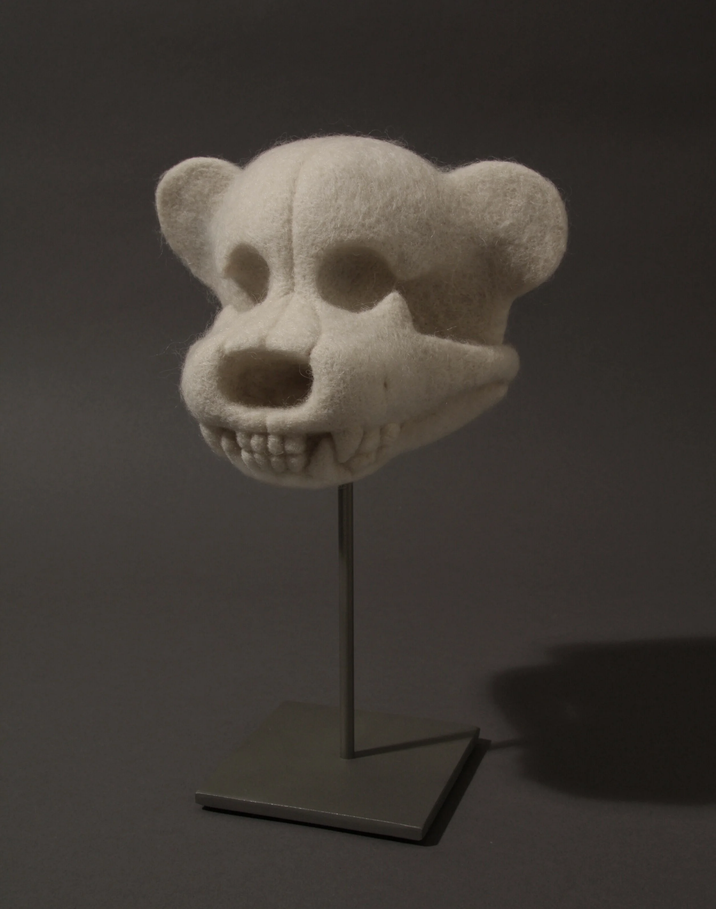 Teddy Bear Skull 'Ursulus stilurutus 