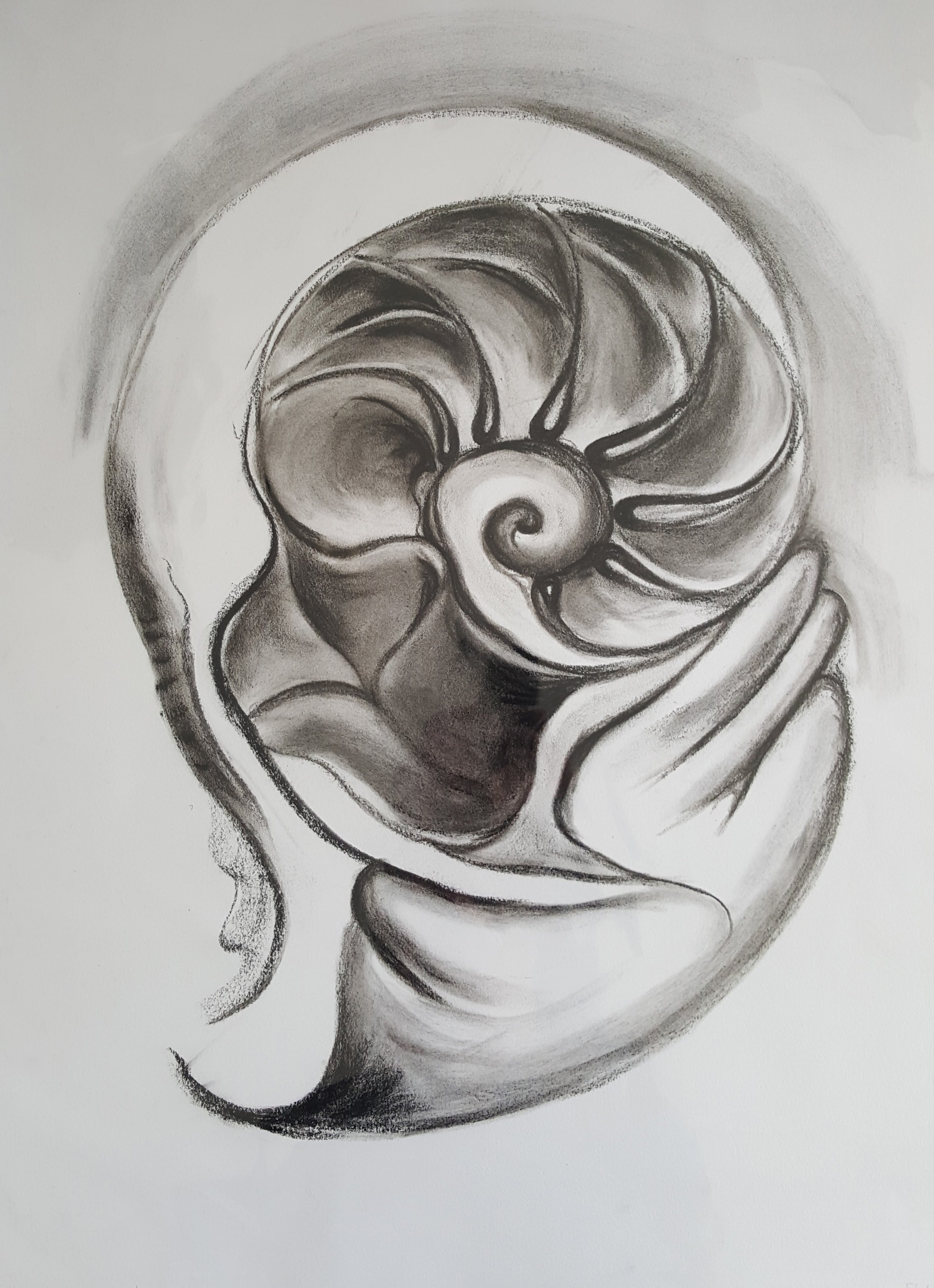 Nautilus Charcoal.jpg