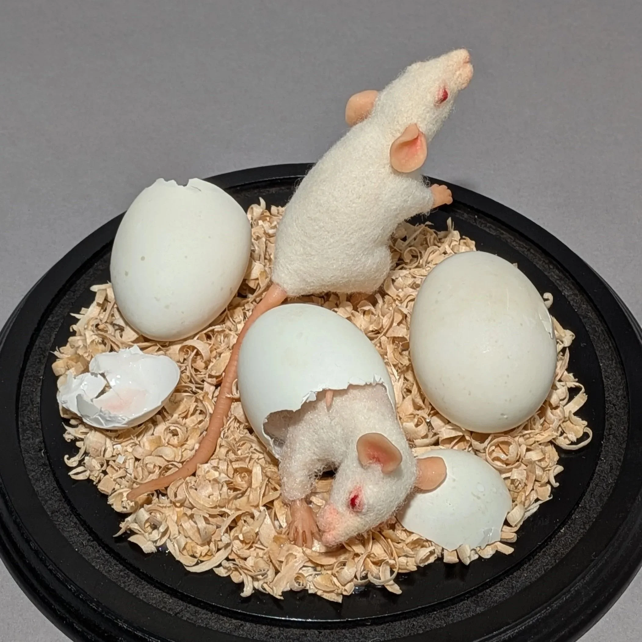 Rats!