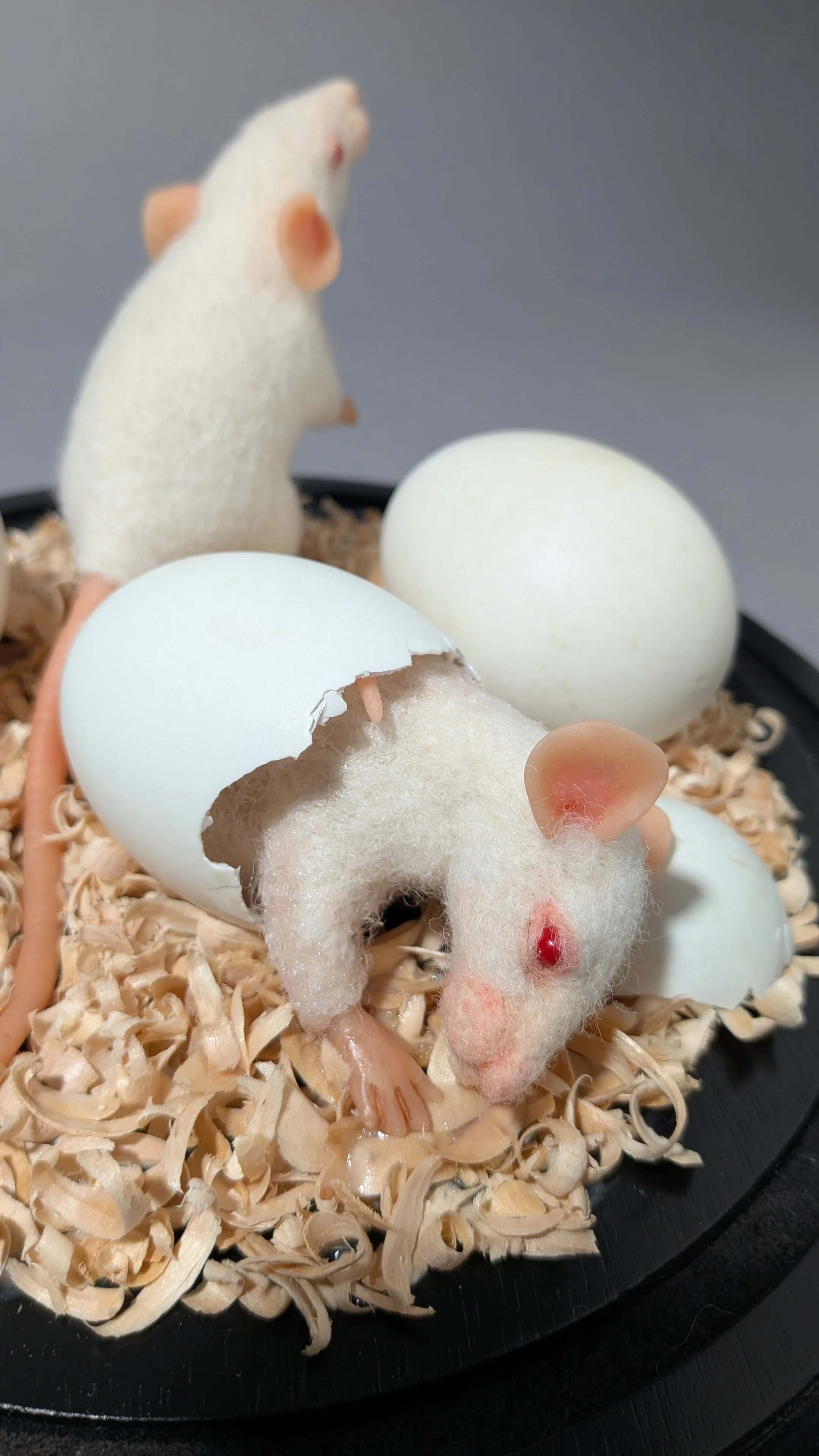    Biofresh , wool, eggshells, polymer clay, wood shavings, 8" x 9.5" x 9.5", 2026.  