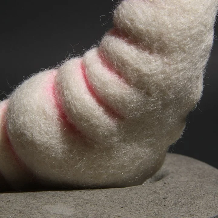 Consentia 3 Sigmoid detail IMG_1267.jpg